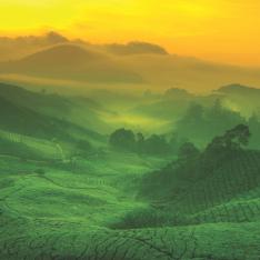 Tea plantations - taken from 'The Little Book of Tea
